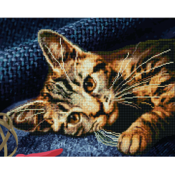 Бенгальская кошка Бенгальская кошка